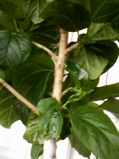 IMG00703.jpg