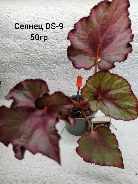 inCollage_20190716_105635080~2-480x640.jpg