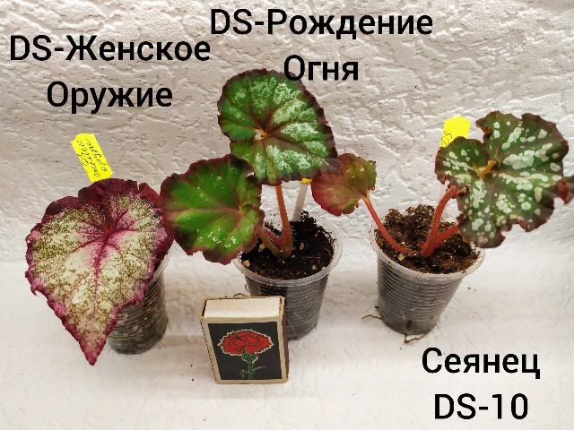 inCollage_20190716_103850909~2-640x480.jpg