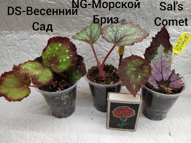 inCollage_20190721_094724448-640x480.jpg
