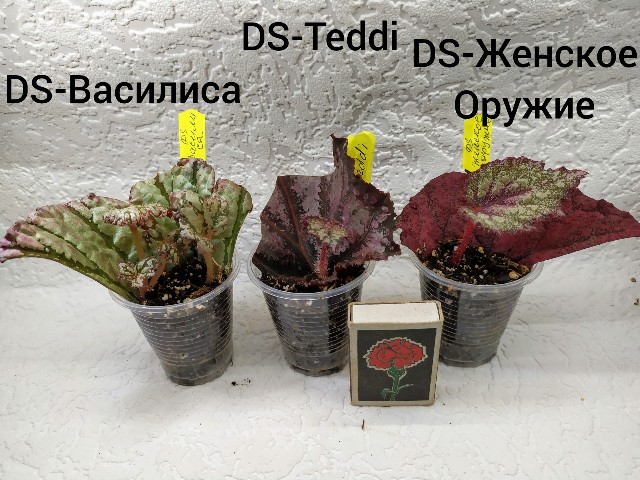 inCollage_20190721_101119951~2-640x480.jpg