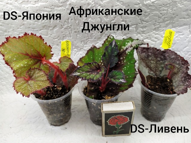 inCollage_20190721_100856945~2-640x480.jpg