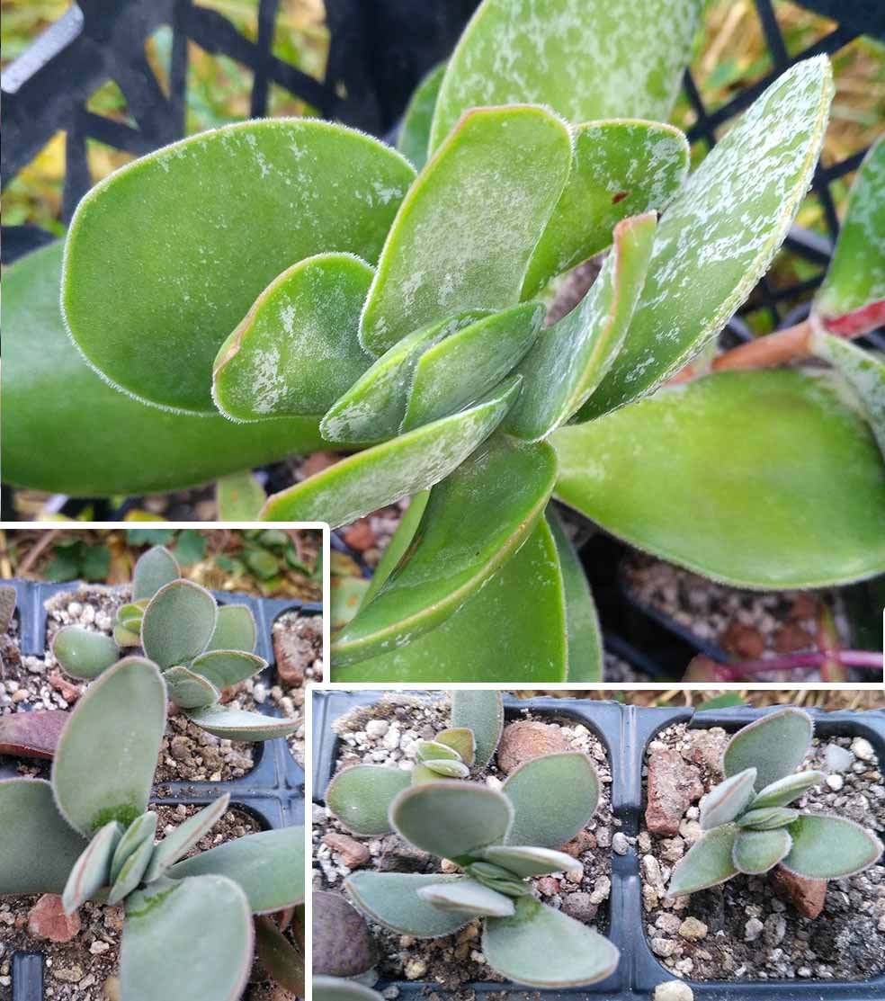 016_crassula_cotiledonis_Dubia_016.jpg