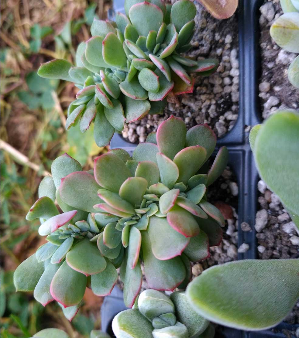 015_echeveria_Briar_rose_015.jpg