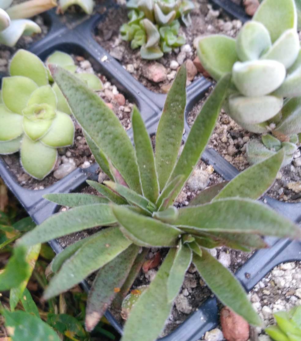 014_Crassula schmidtii_014.jpg