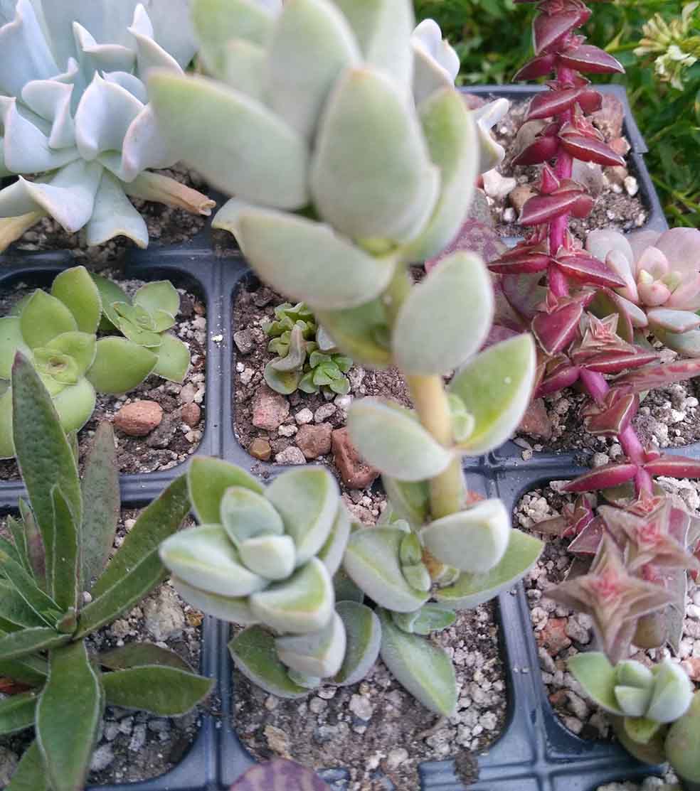 013_crassula_natalensis_013.jpg