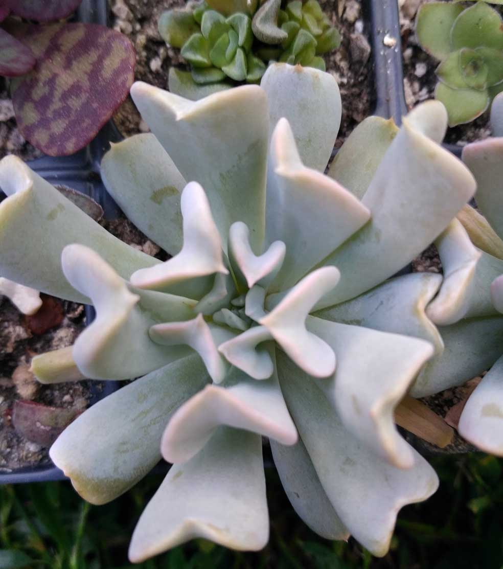 012_echeveria_topsy_turvy_012.jpg