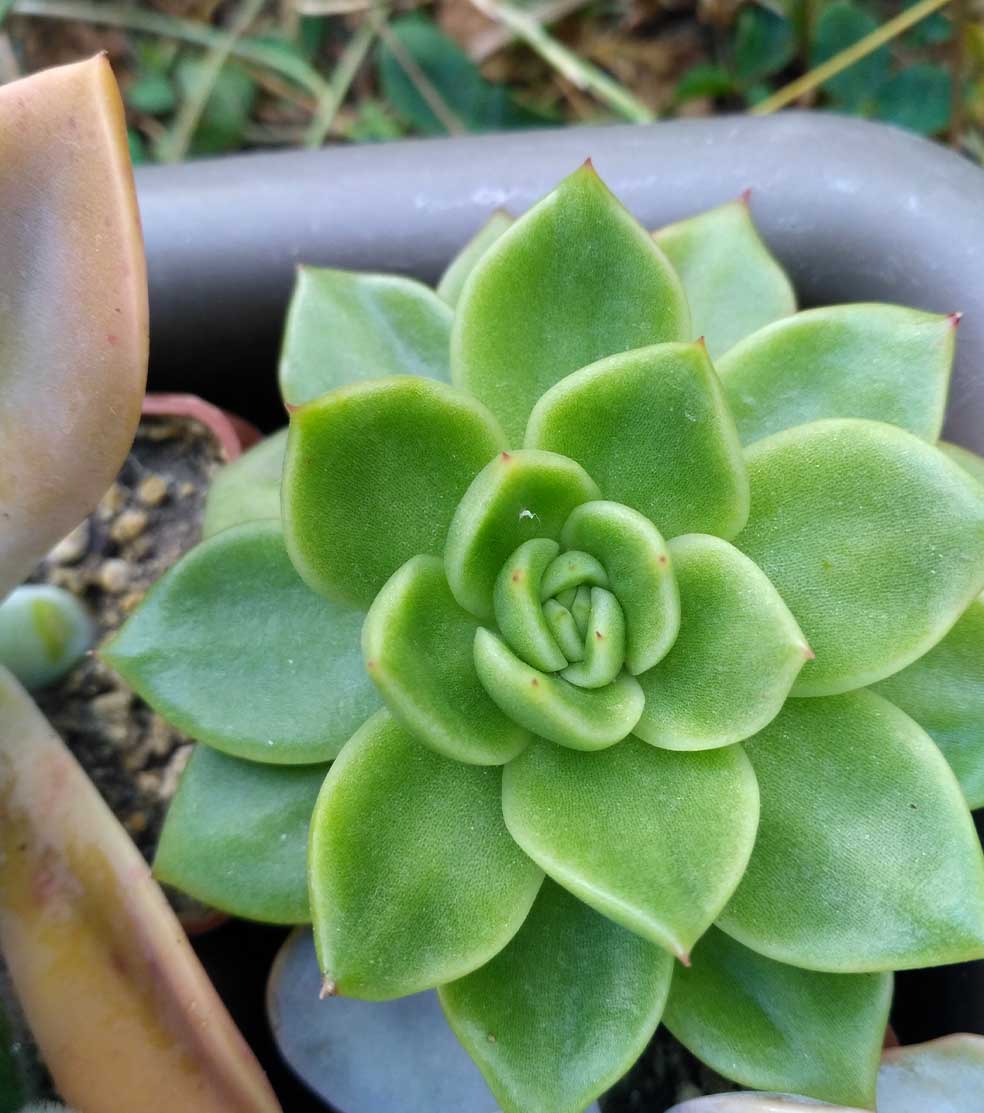 011_echeveria_agavoides_011.jpg