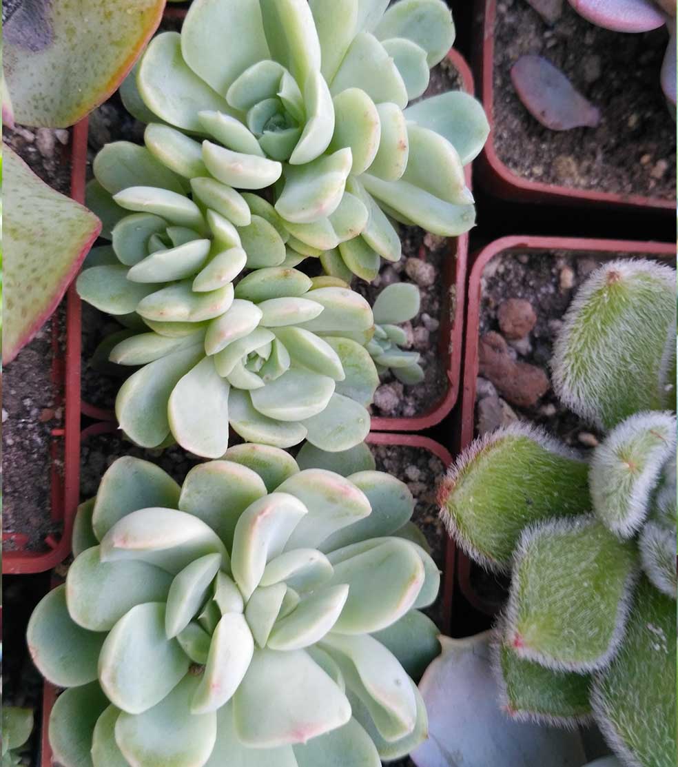 010_echeveria_amoena_crest_010.jpg