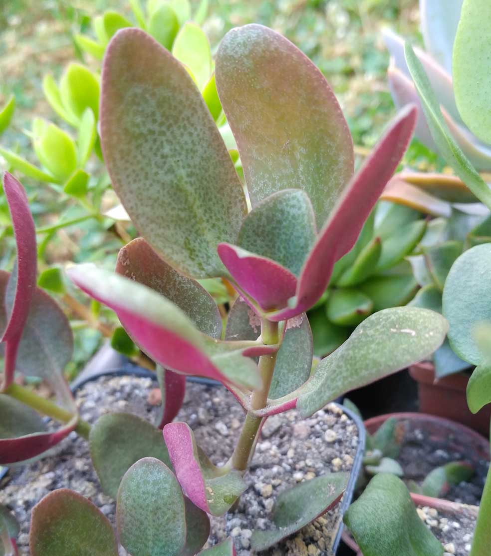 09_crassula_multicava_09.jpg