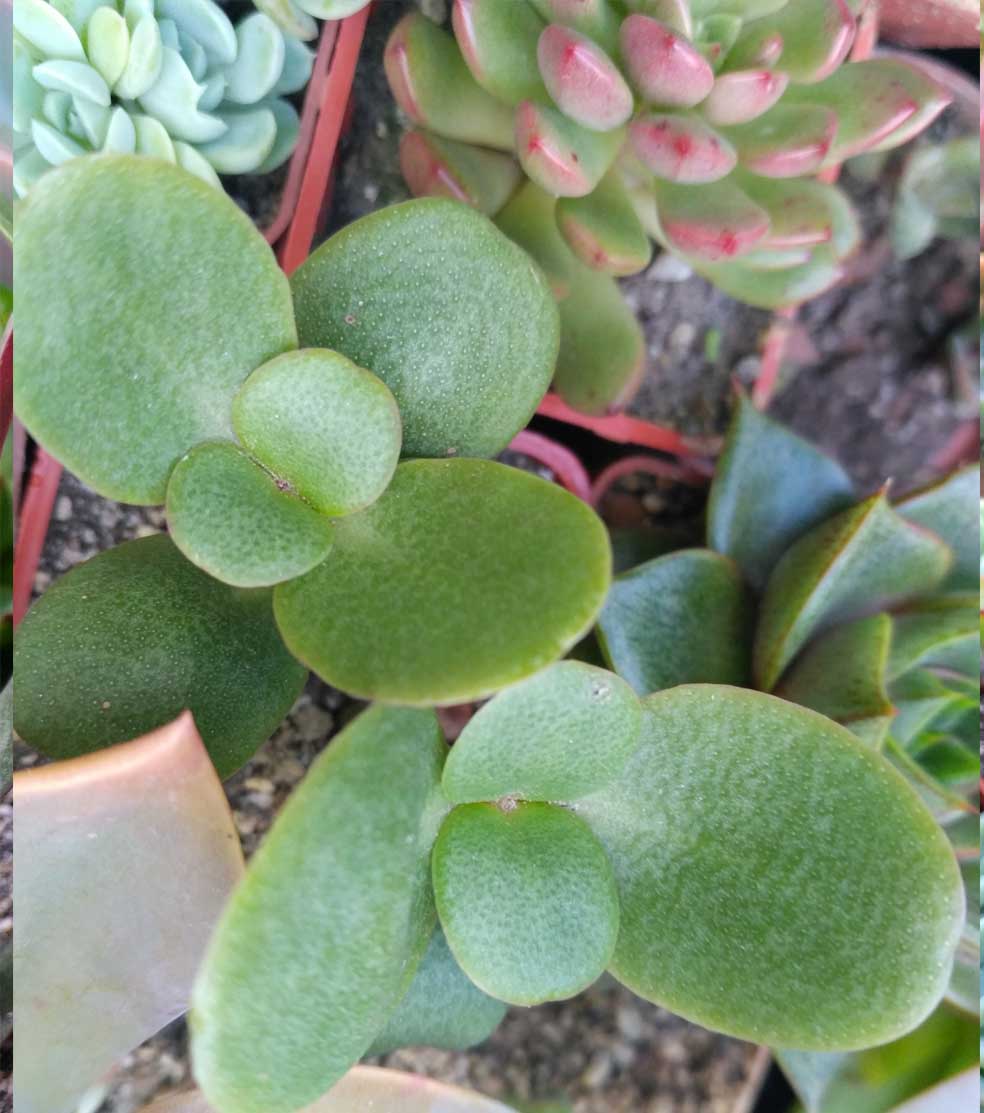 08_crassula_multicava_08.jpg