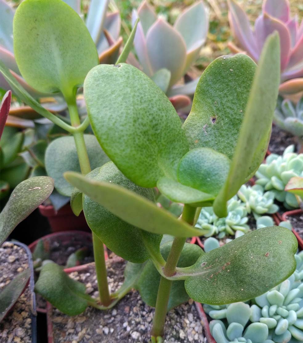 07_crassula_multicava_07.jpg