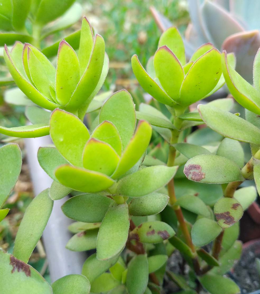 06_crassula_dejecta_06.jpg