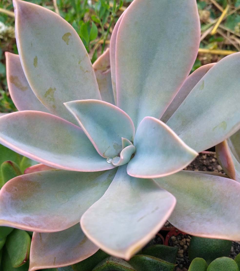 05_graptoveria_Fred_Ives_05.jpg
