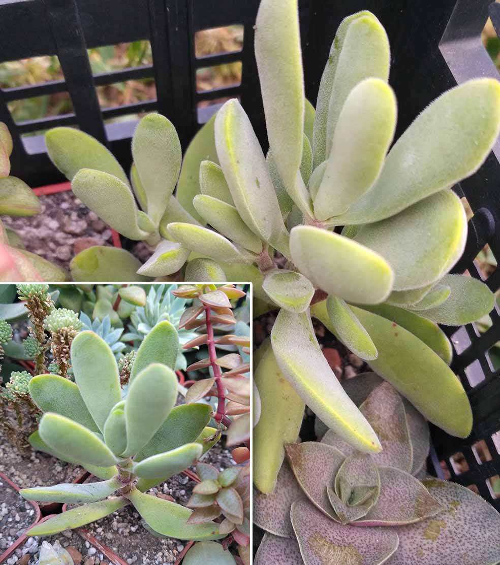 04_crassula_rogersy_04.jpg