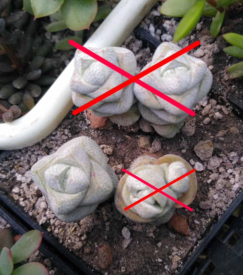 03_crassula_deceptor_03.jpg