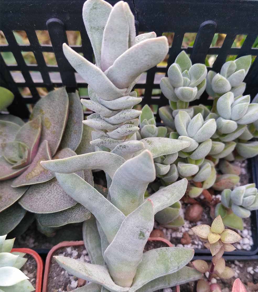 02_crassula_perfoliata_02.jpg