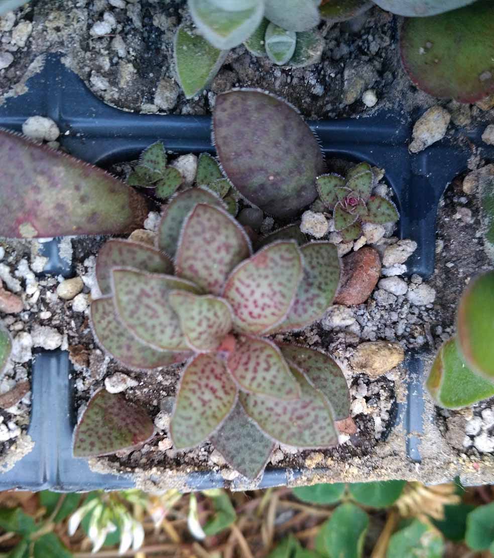 017_crassula_exilis_cooperi_017.jpg