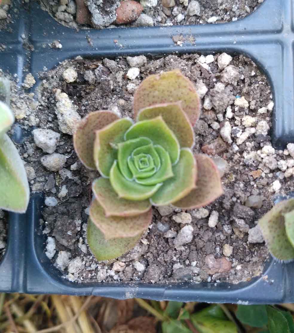 018_crassula_uncnown_018.jpg