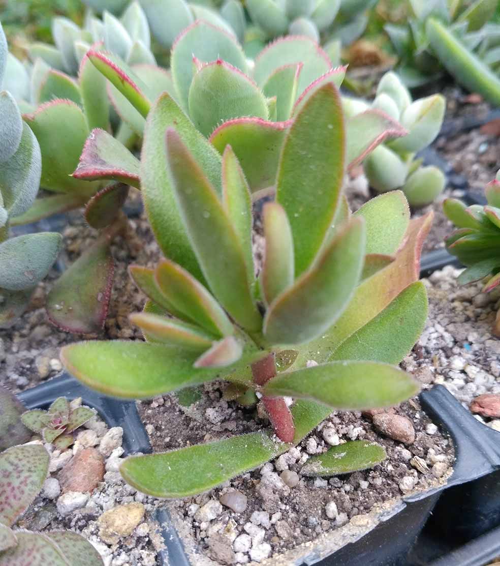 019_Crassula ausensis little woodii_019.jpg