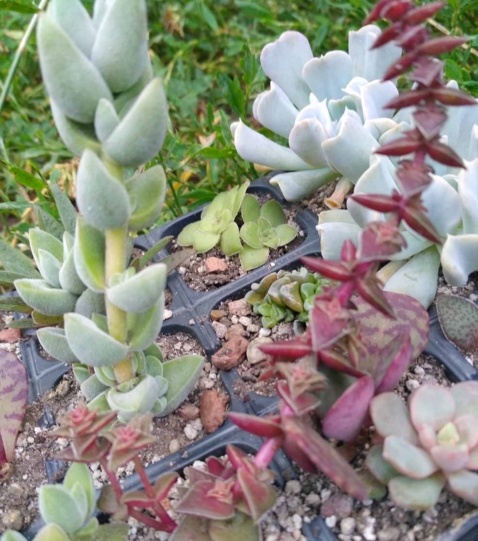 020_Crassula exilis picturata_020.jpg