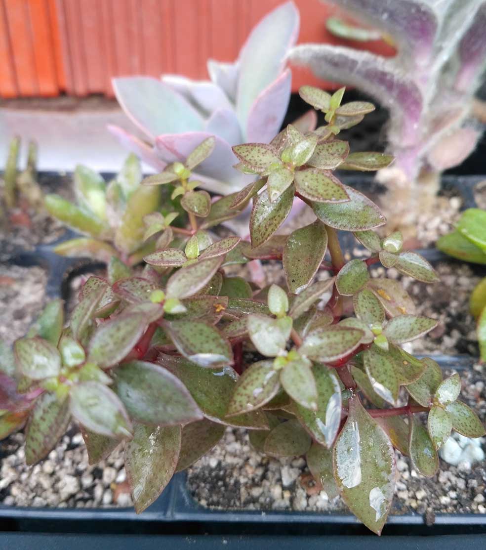 021_crassula_volkensii_021.jpg