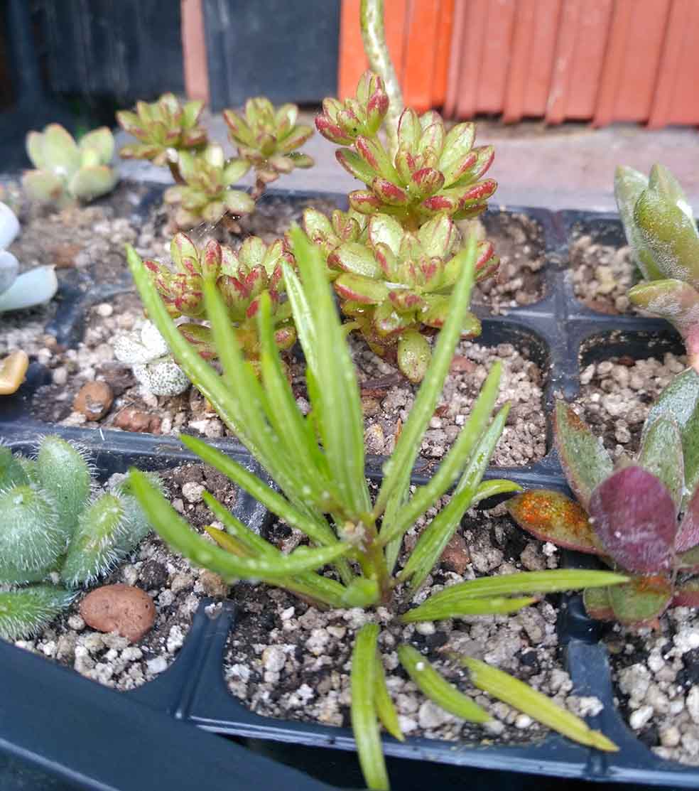 022_peperomia_Happy_bean_022.jpg