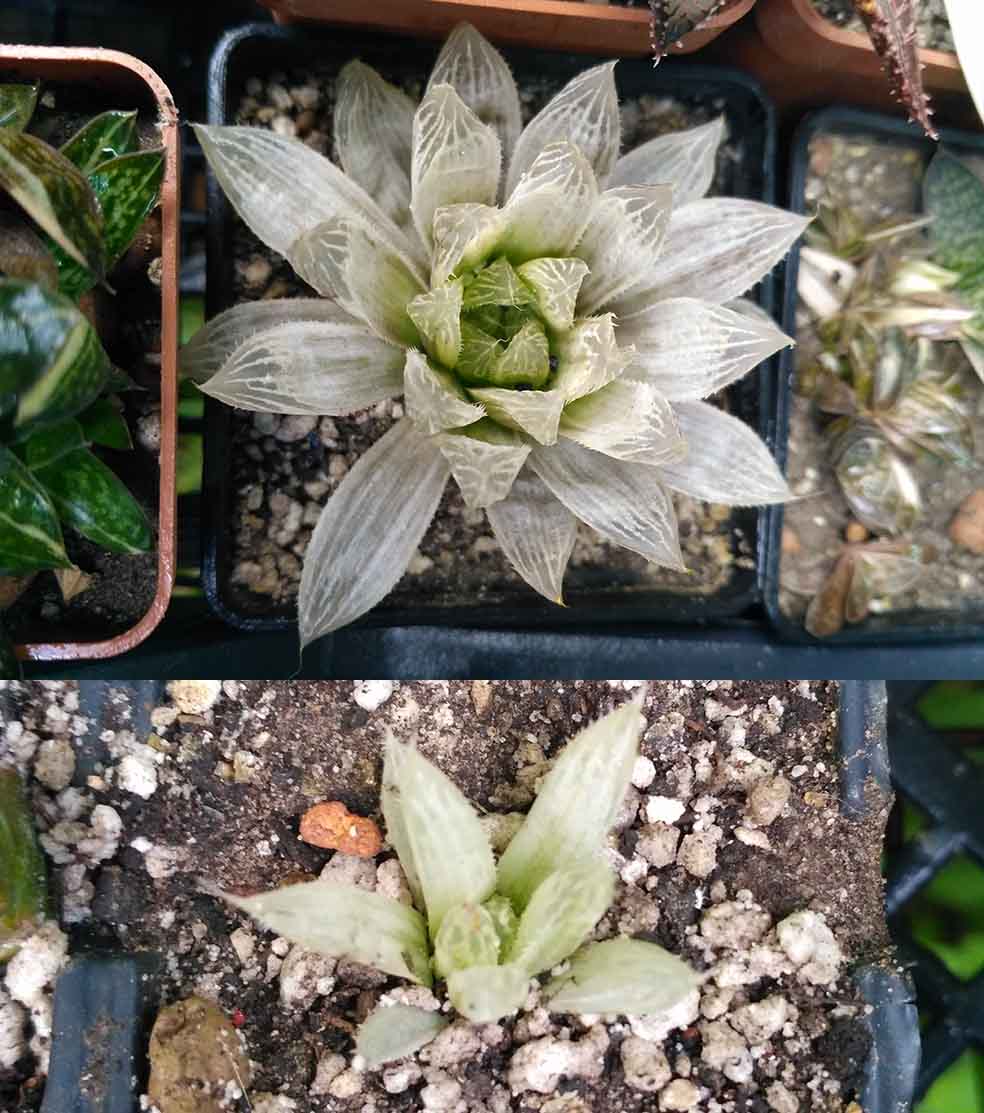 023_Hawortia_cooperi_white_023.jpg