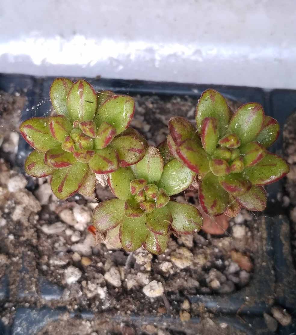 024_aeonium_sedifolium_024.jpg