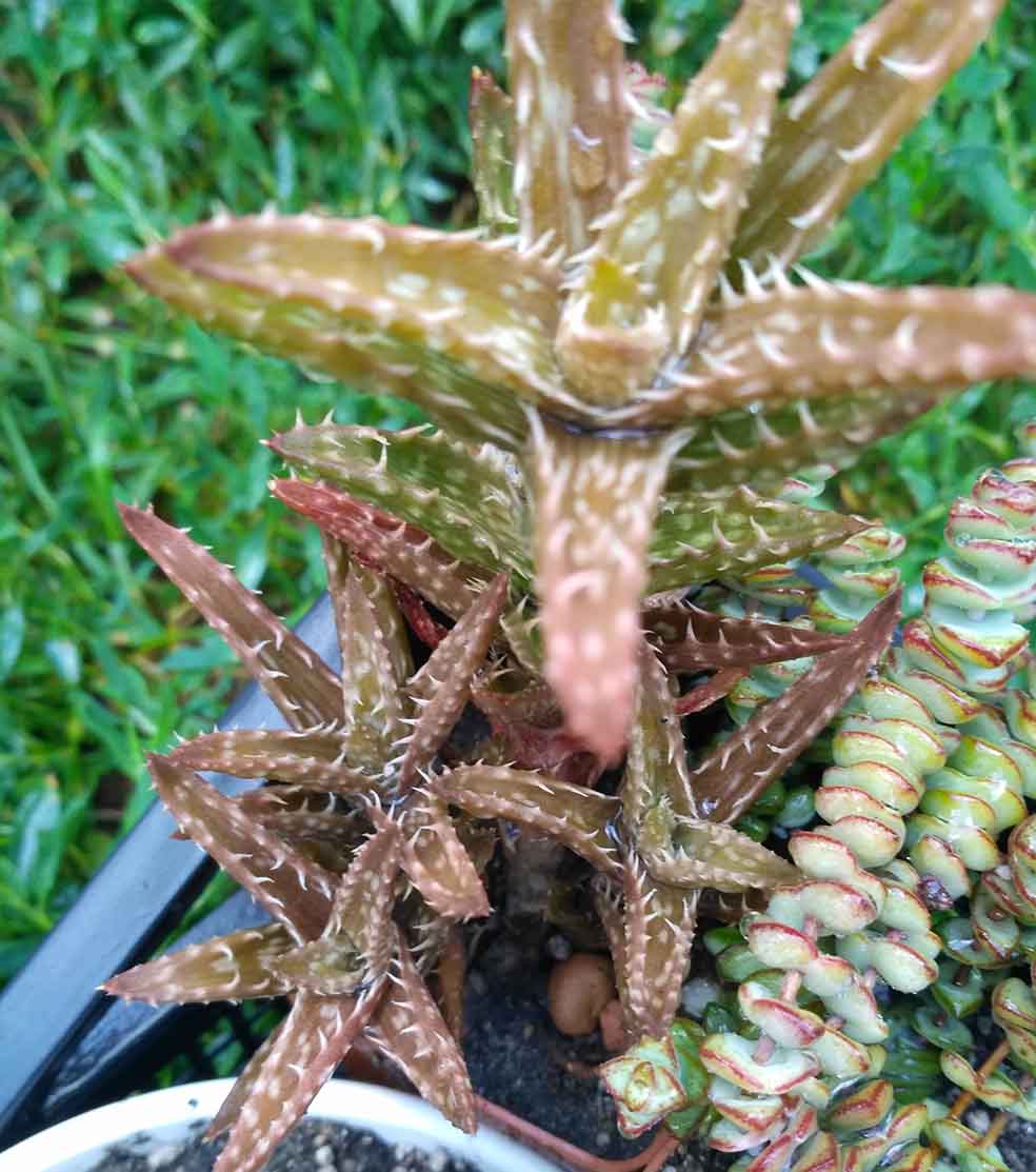 026_aloe_026.jpg