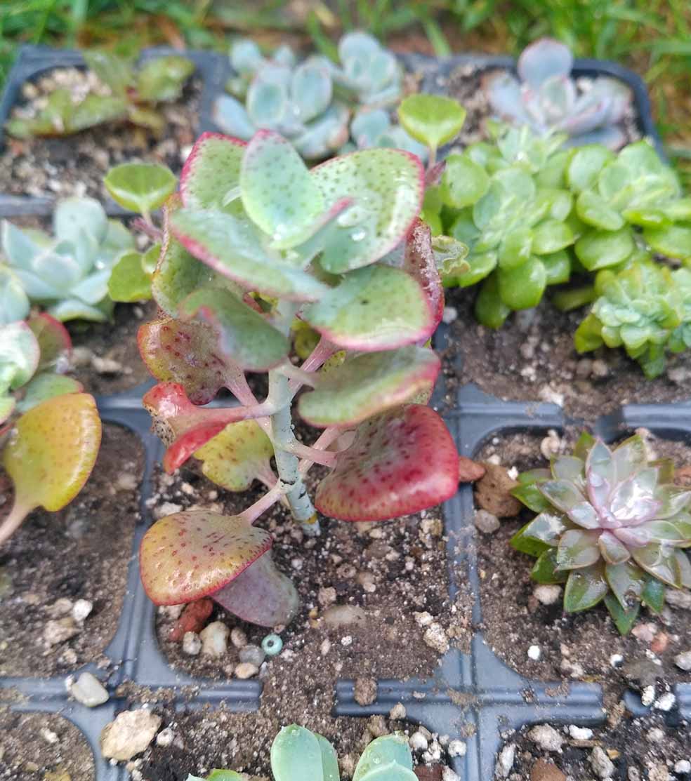 033_crassula_cordata_033.jpg