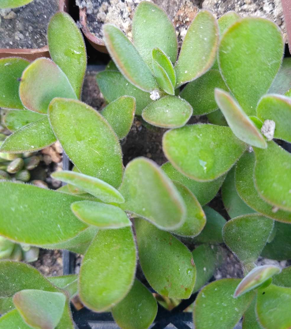 035_crassula_muiri_035.jpg