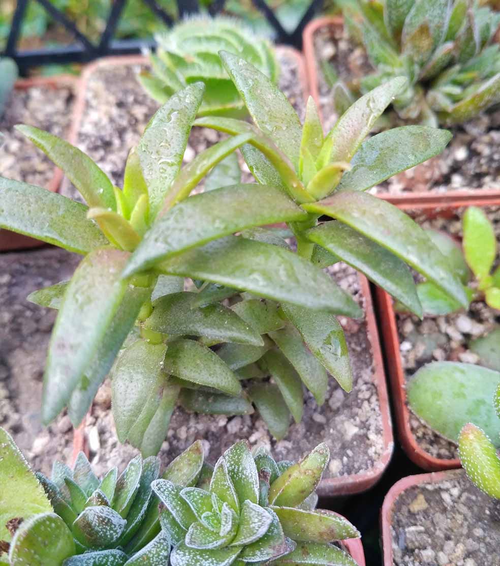 037_crassula_stricta_037.jpg