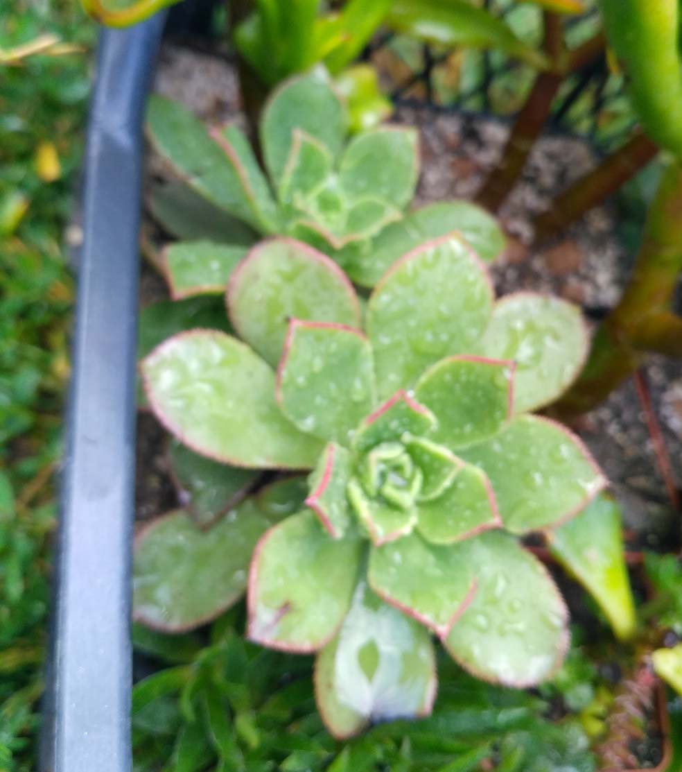 038_aeonium_decorum_038.jpg