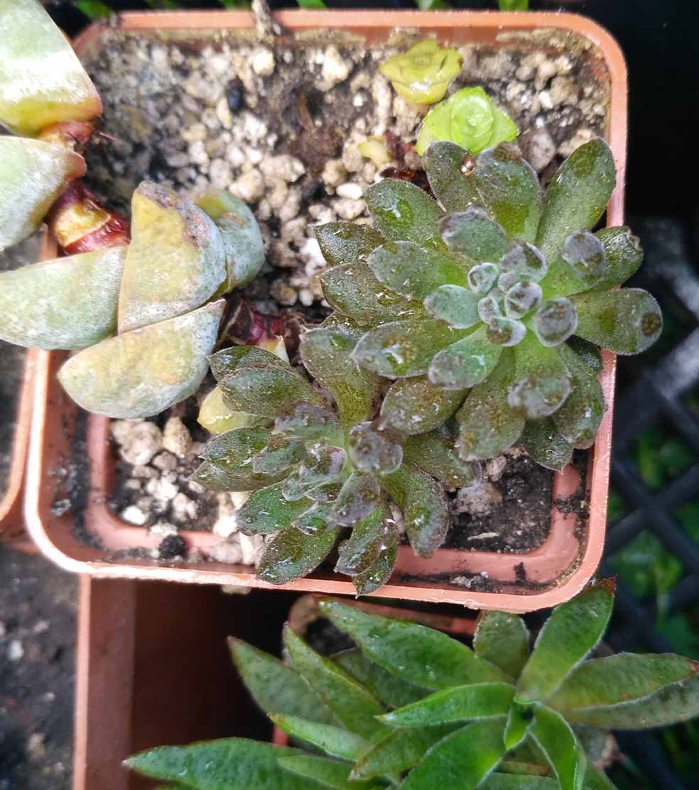 039_crassula_yunnaniensis_039.jpg
