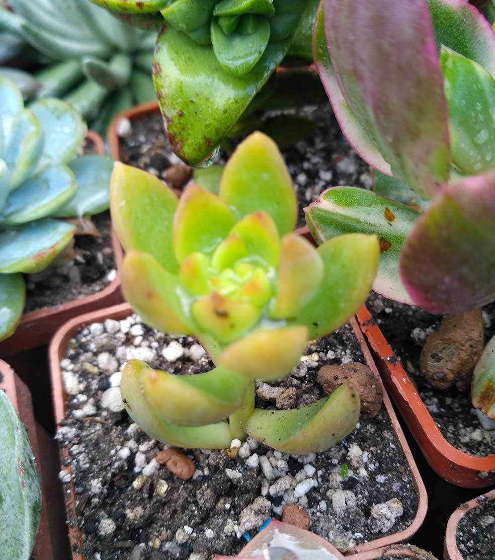 041_sedum_adolphii_041.jpg