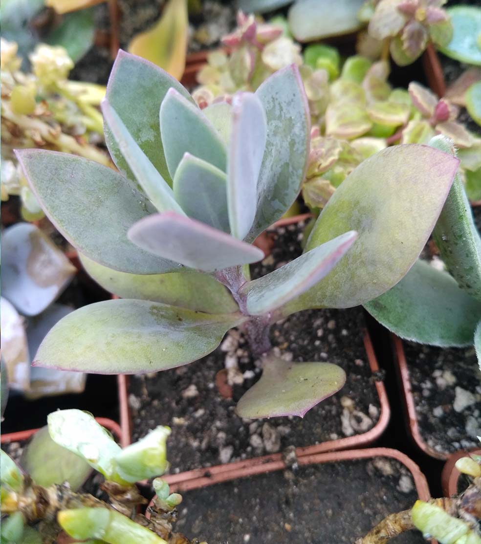 042_senecio_fungens_042.jpg