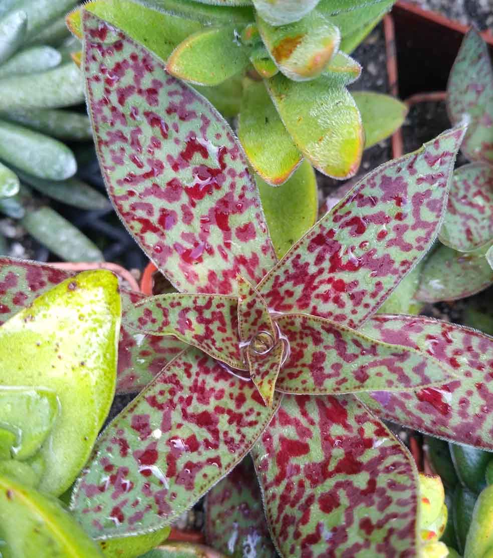 043_crassula_alba_043.jpg