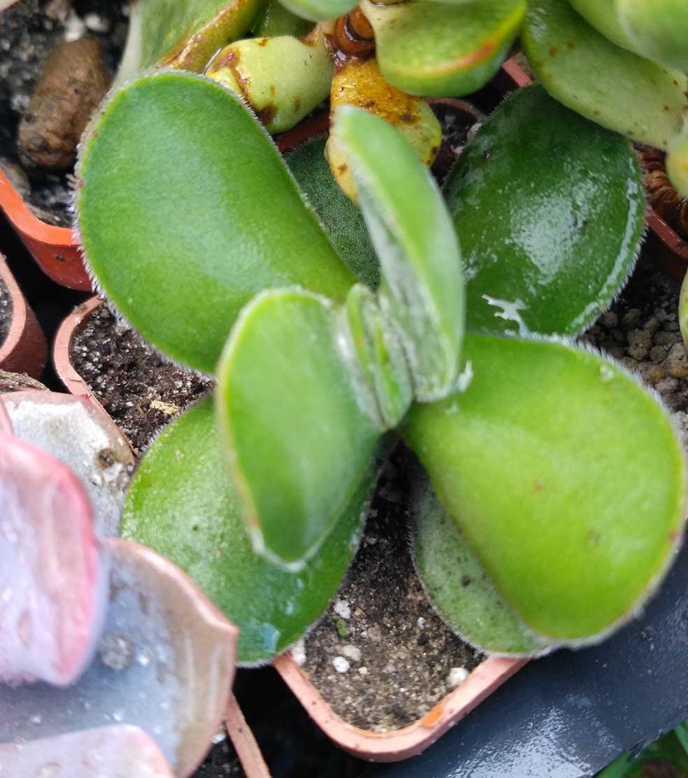 044_crassula_cotiledonis_044.jpg