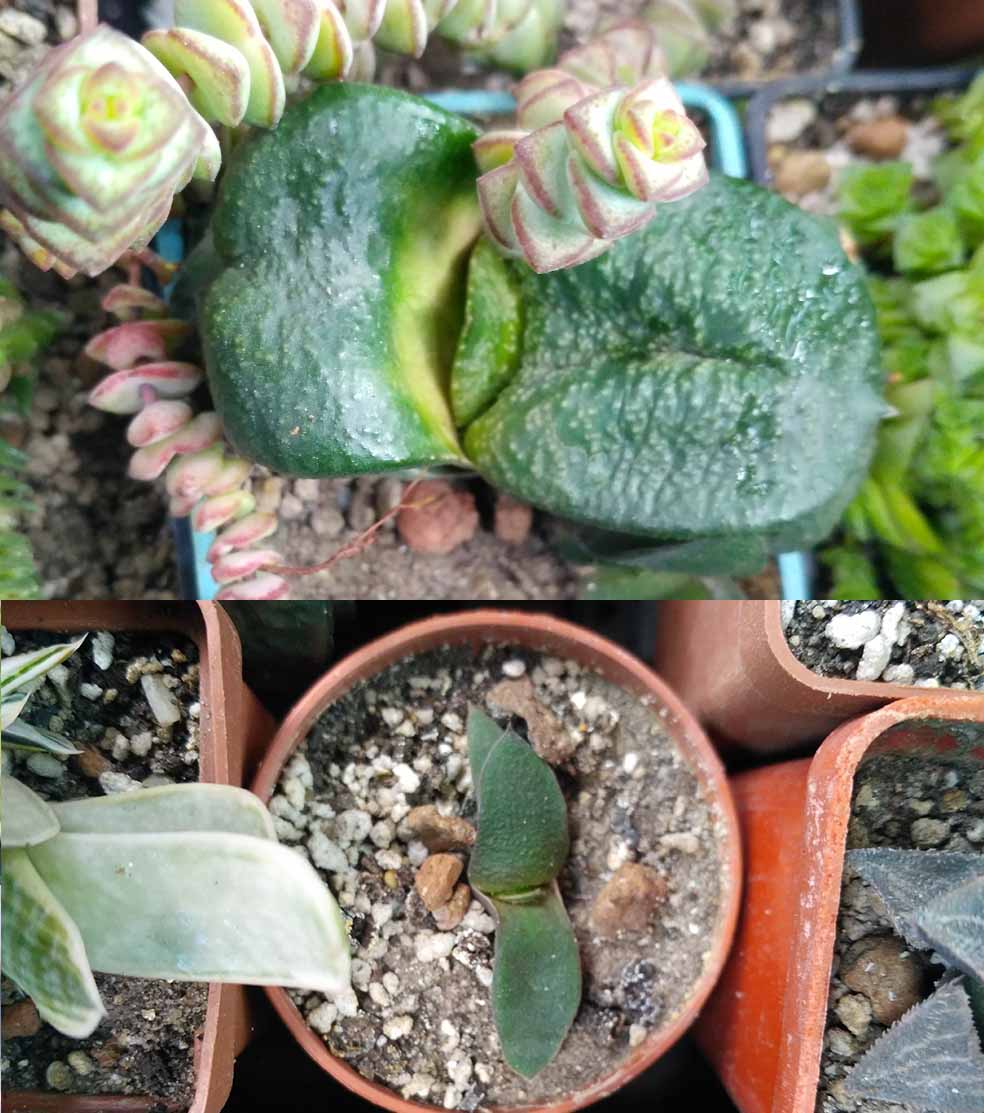 045_gasteria_045.jpg