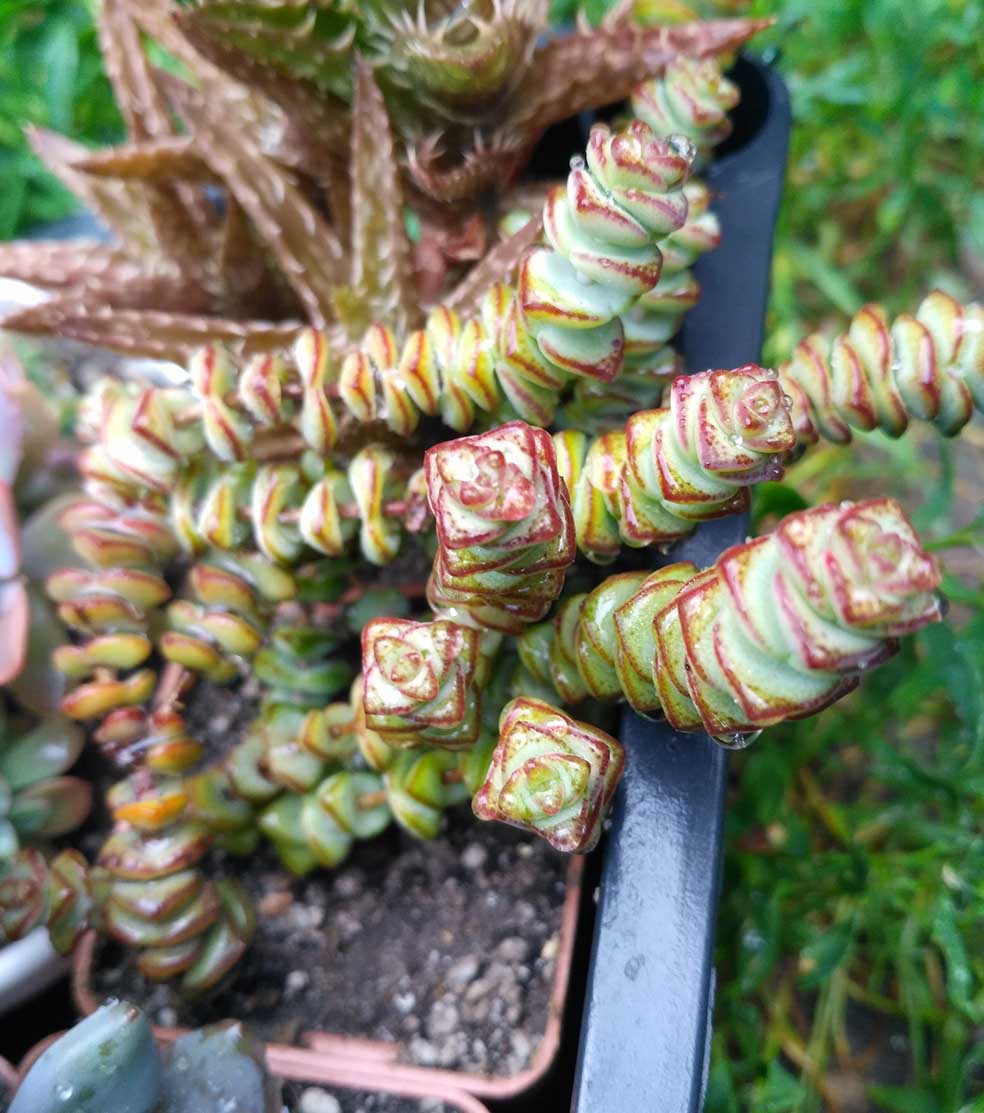 048_crassula_048.jpg