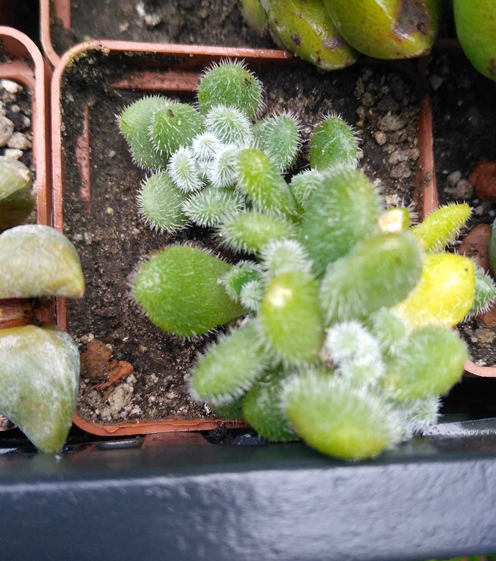 049_sedum_049.jpg