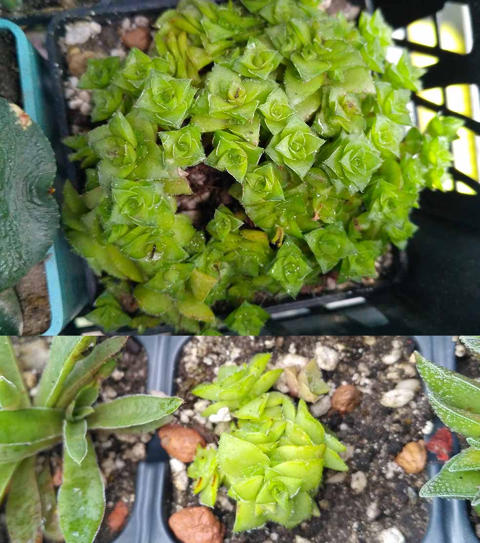 051_crassula_sociallis_051.jpg