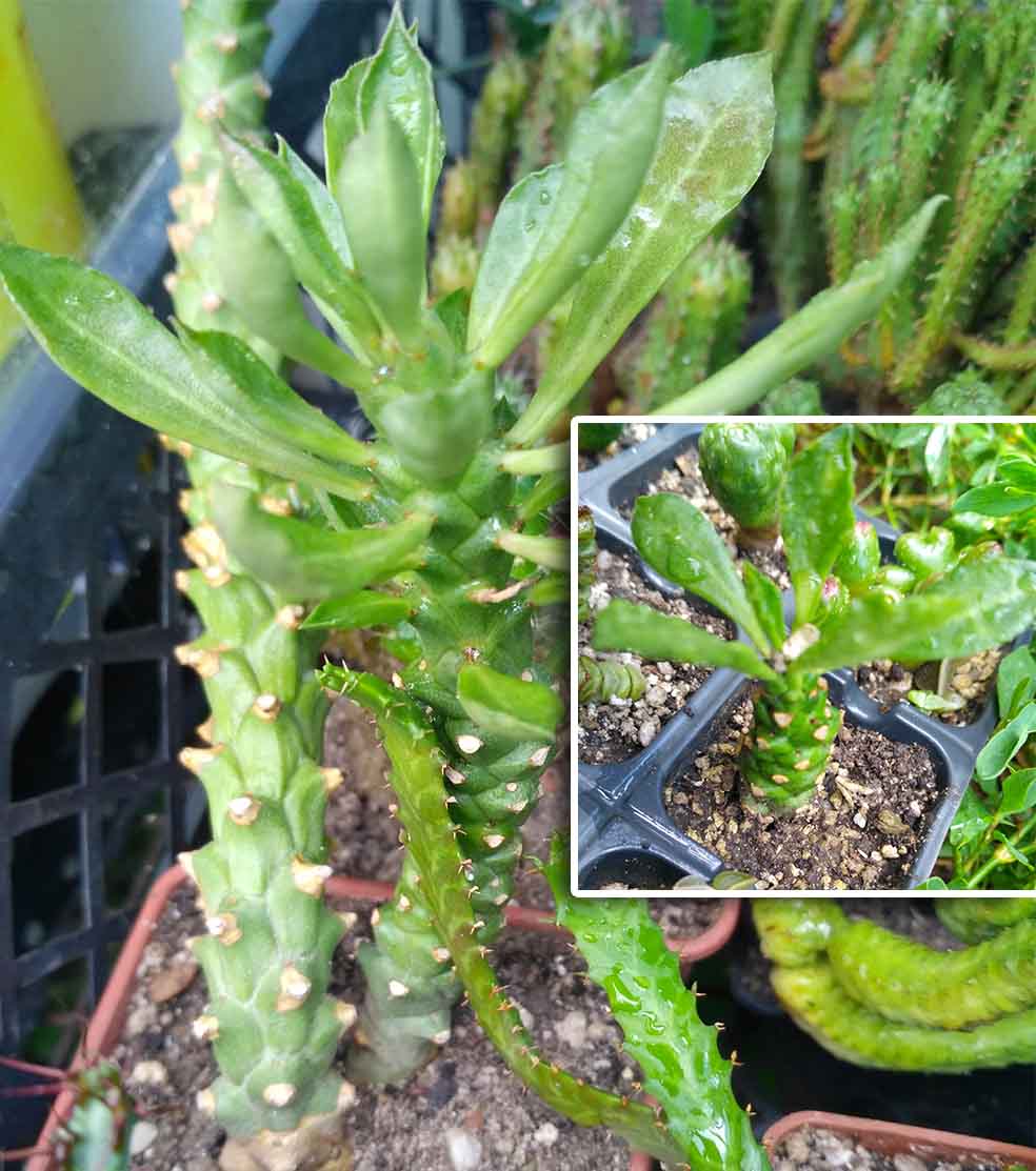 052_Monadenium stapelioides_052.jpg