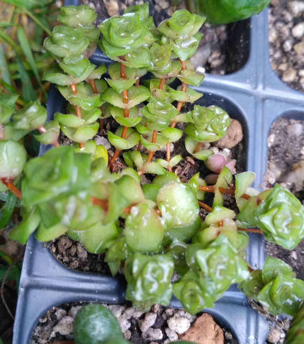 053_crassula_socialis_t1_053.jpg