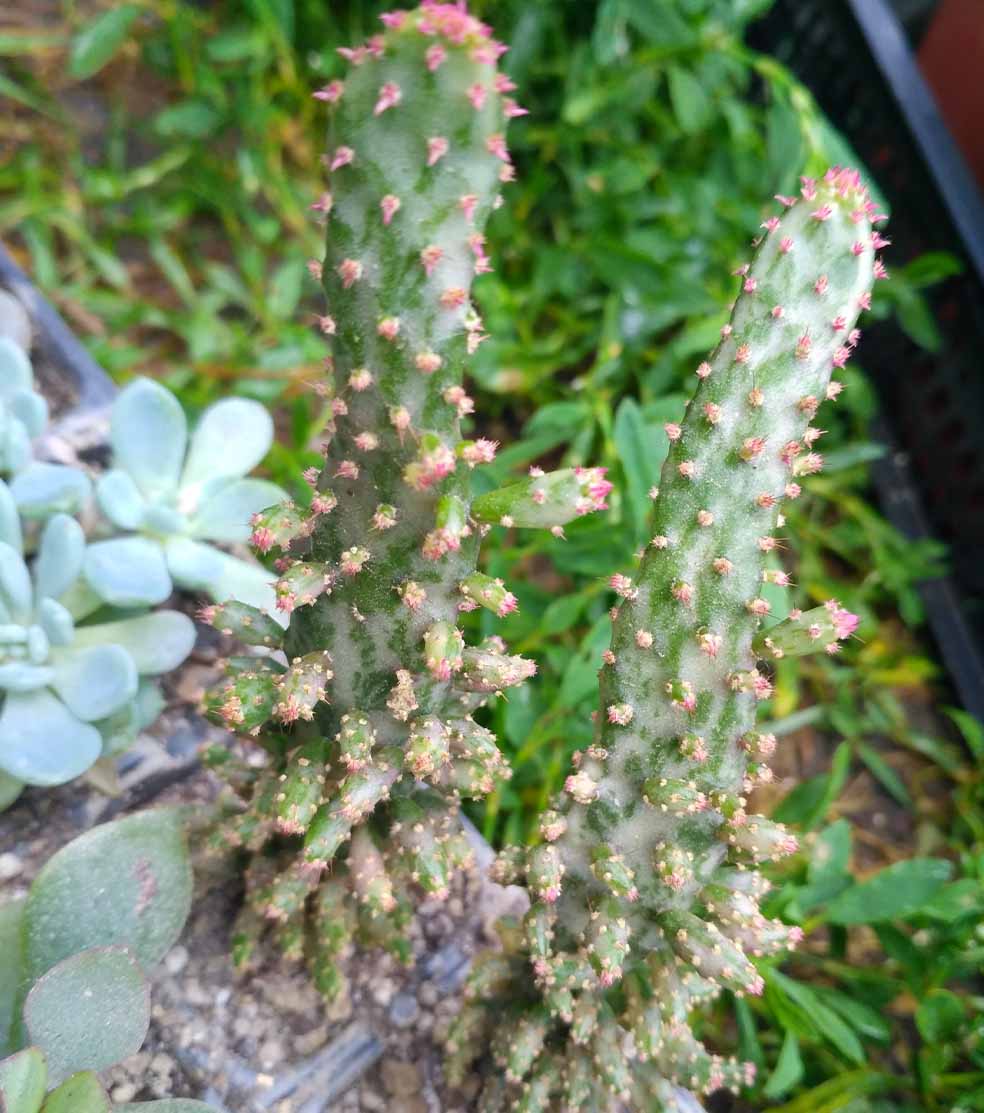 054_opuntia_054.jpg