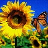 nature232.jpg