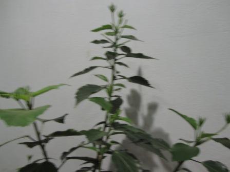 IMG_2421.jpg