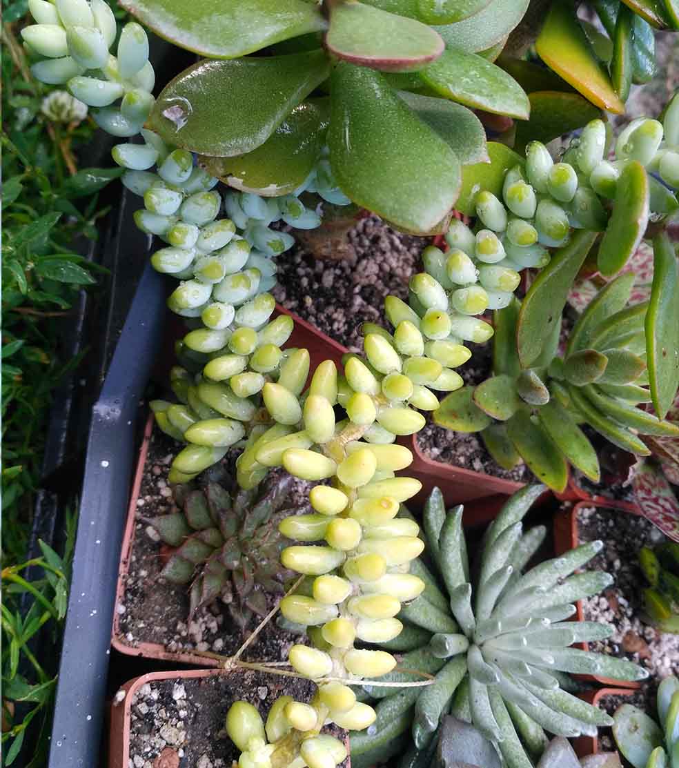 055_sedum_burrito_055.jpg