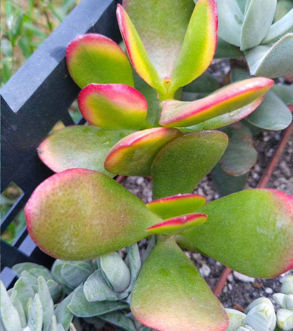 056_crassula_Hummels_sunset_056.jpg